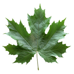 A green maple leaf with pointed lobes and visible veins.