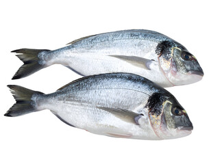 Obraz premium Two glistening fresh fish with vibrant scales lie ready for a delicious meal or healthy cooking.