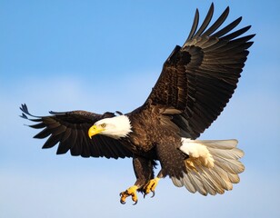 Obraz premium american bald eagle