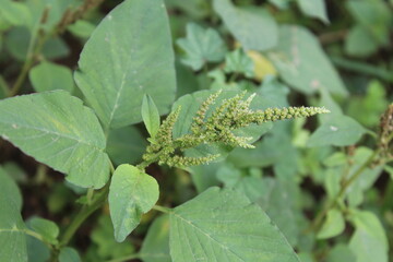 Amaranth, Celosia argentea or the Amaranthus viridis