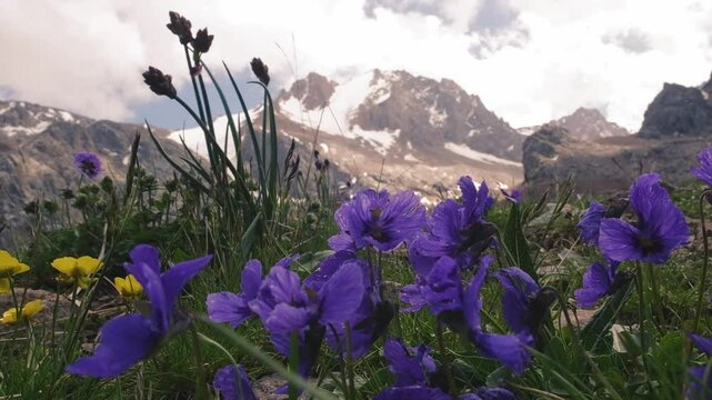 A field of wild purple flowers, violets bloom in the highlands against a backdrop of rocky mountains, snow and glaciers. ien Shan mountain system in Kazakhstan in the city of Almaty views from the Tal