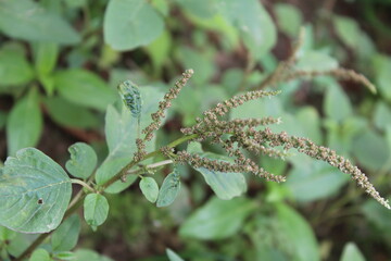 Amaranth, Celosia argentea or the Amaranthus viridis