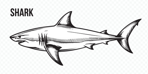 detailed shark outline vector eps10 for ocean-themed designs, marine life illustrations, educational projects and graphic art