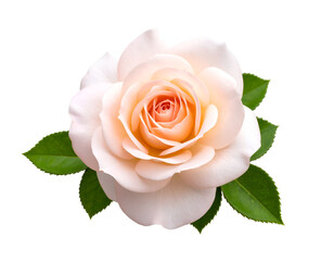 An elegant blooming rose with gentle peach-toned petals and lush green foliage captures natural beauty.