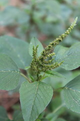 Amaranth, Celosia argentea or the Amaranthus viridis