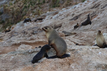 australian fur seal