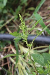 Amaranth, Celosia argentea or the Amaranthus viridis