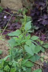 Amaranth, Celosia argentea or the Amaranthus viridis