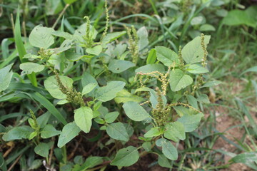 Amaranth, Celosia argentea or the Amaranthus viridis