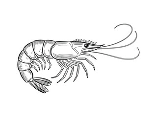 A detailed black line drawing of a shrimp on a white background