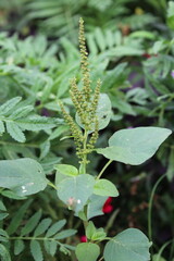Amaranth, Celosia argentea or the Amaranthus viridis
