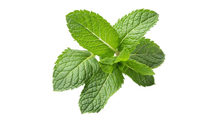 Fresh Green Mint Leaves Isolated on transparent background for Culinary Use