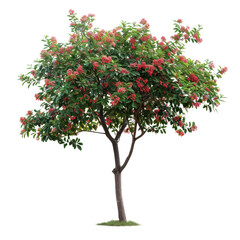 Fototapeta premium A small tree with dense green foliage and clusters of bright pink flowers.