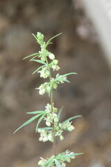 Parthenium hysterophorus, Congress grass, carrot grass or Santa Maria feverfew