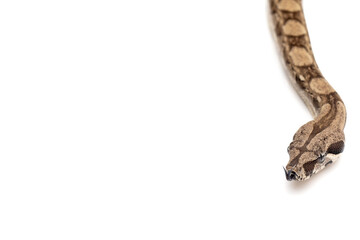 Young Boa Constrictor Slithering from Above on White Background