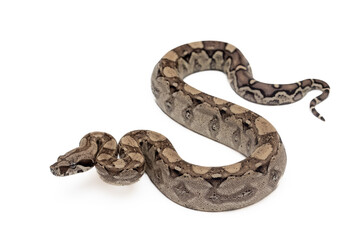 Young Anery Boa Constrictor (Boa Imperator) Isolated on White Background