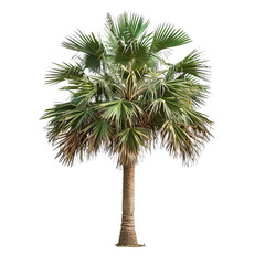 A lush palm tree with a tall, textured trunk and wide, fan-shaped green leaves.