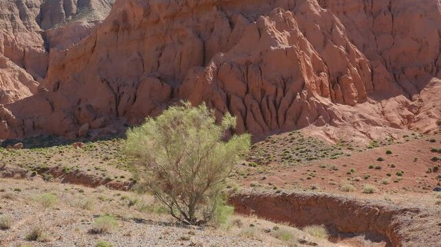 Saxaul bush sway in the wind on a spring day in the desert mountains of Boguty against the background of red clay rock