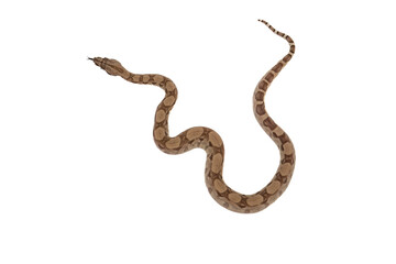 Young Ghost Boa Constrictor Slithering with Tongue Out on White Background – Top View