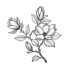 Obraz premium A detailed line art illustration of a magnolia branch