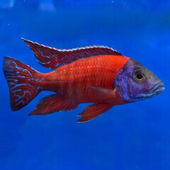 Vibrant Red and Blue Dragon Blood Cichlid Fish