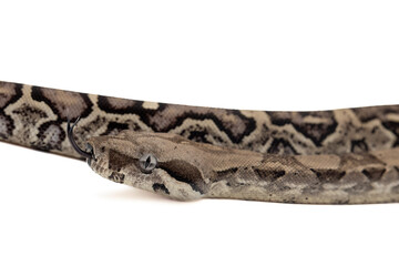 Close-up of anery boa constrictor snake with tongue out on white background