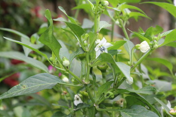 Capsicum, peppers or the chilli plant, flowers and green leaves 