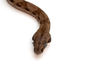 Close-up of ghost boa imperator slithering on white background
