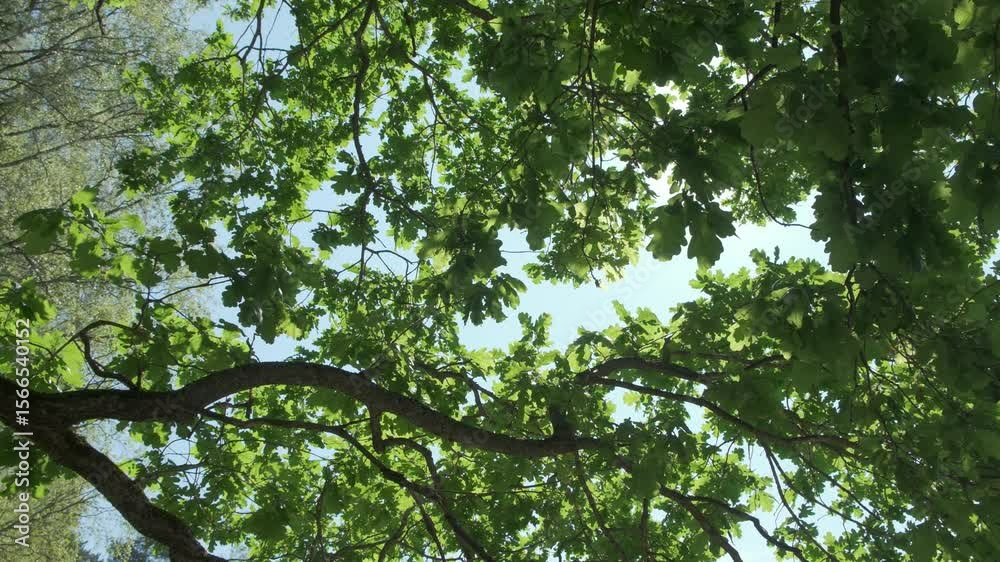 Aufkleber sun is shining through the leaves of a tree, creating a beautiful and peaceful scene. The light is casting shadows on the ground