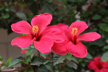 Obraz premium China rose, shoeblack plant or the Hibiscus flower,