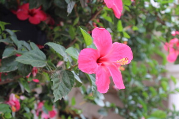 China rose, shoeblack plant or the Hibiscus flower,
