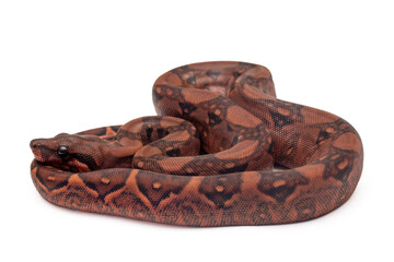 Resting Baby Blood Boa Constrictor on White Background