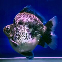Black and White Oranda Goldfish with Unique Scales