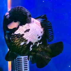 Black and White Panda Oranda Goldfish in Aquarium