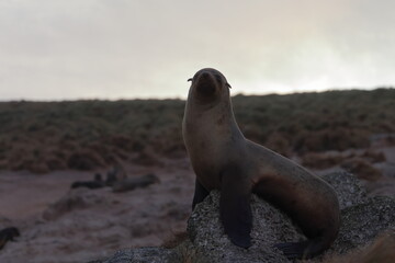 australian fur seal
