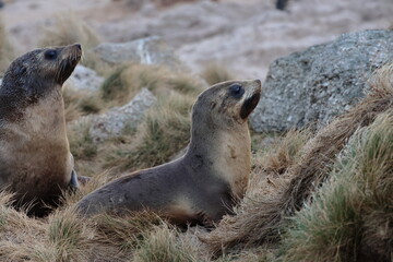 Obraz premium australian fur seal