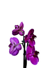 orchidea  viola