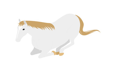 A white horse sitting and resting