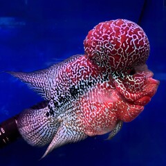 Unique Flowerhorn Cichlid Fish with Prominent Nuchal Hump