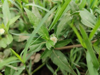 False Daisy, Bhringraj, Eclipta alba or Eclipta prostrata