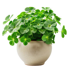 Lush green clover plants in a cream pot on black background
