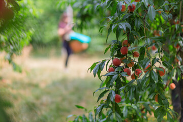 Woman with basket in peach orchard for self-picking