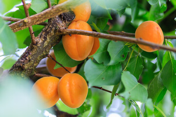 A bunch of ripe apricots on a branch in an apricot orchard