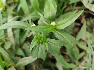False Daisy, Bhringraj, Eclipta alba or Eclipta prostrata
