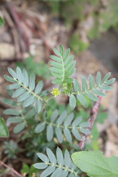puncture vine, goathead, or Mexican sandbur