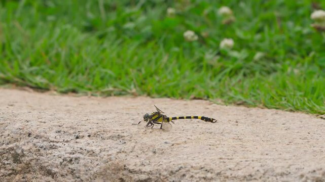 Yellow-Spotted Skimmer (Libellula flavida) or Similar Dragonfly Resting