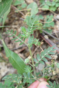 puncture vine, goathead, or Mexican sandbur
