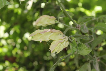 Justicia brandegeeana or shrimp plant