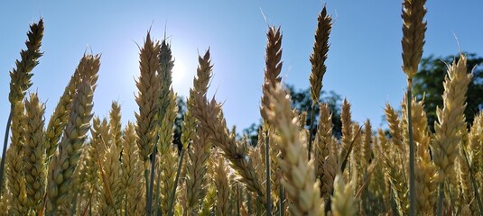 wheat close-up against the sky