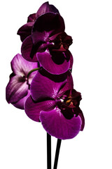 orchidea  viola